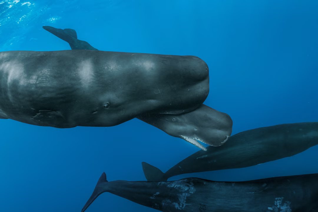 Photo 07 cr Brian J. Skerry National Geographic